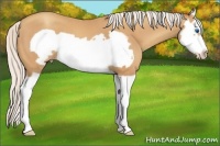 Horse Color:Silver Amber Champagne Splash Frame