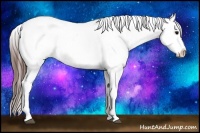Horse Color:White Spotted Brown Appaloosa 