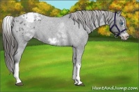 Horse Color:White Spotted Blue Roan Splash Frame Appaloosa 
