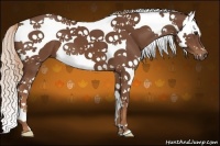 Horse Color:Chestnut Splash Tobiano