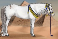 Horse Color:White Spotted Red Onyx Varnish