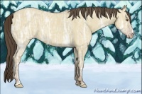 Horse Color:Classic Cream Champagne Ice Dun 