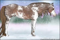Horse Color:Liver Chestnut Ice Sabino 
