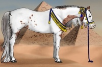 Horse Color:Bay Splash Tobiano Near Leopard