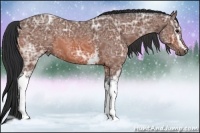 Horse Color:White Spotted Bay Ice Roan