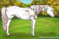 Horse Color:Liver Red Dun Sabino Splash 