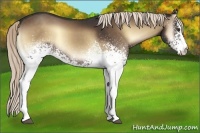 Horse Color:White Spotted Liver Red Onyx Sabino Rabicano 