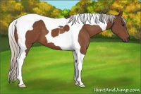 Horse Color:Silver Bay Tobiano 