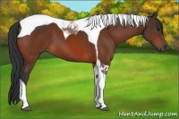 Horse Color:Bay Tobiano 