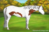 Horse Color:Bay Splash Tobiano 