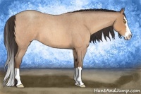 Horse Color:Amber Champagne Roan Splash