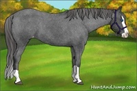 Horse Color:Black Splash Appaloosa 