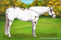 Horse Color:Chestnut Frame Appaloosa 