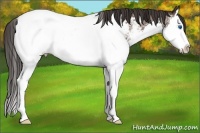 Horse Color:White Spotted Bay Splash Appaloosa