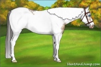 Horse Color:White Spotted Bay Dun Splash Tobiano Frame Appaloosa