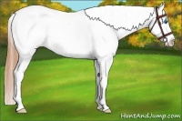 Horse Color:White Spotted Bay Sabino Splash Frame Appaloosa