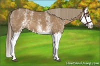 Horse Color:White Spotted Liver Red Dun Splash 