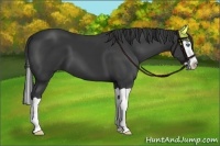 Horse Color:Black Splash