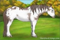 Horse Color:Liver Chestnut Splash Frame Appaloosa Rabicano