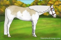 Horse Color:Silver Buckskin Sabino Splash 