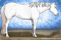 Horse Color:Buckskin Pearl Sabino Frame Snowflake Varnish 