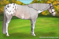 Horse Color:Brown Sabino Appaloosa
