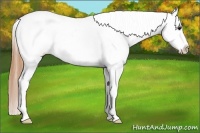 Horse Color:White Spotted Buckskin Sabino Frame Blanket 