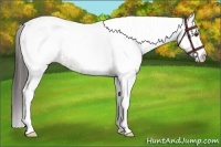 Horse Color:White Spotted Bay Appaloosa