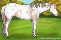 Horse Color:White Spotted Buckskin Appaloosa