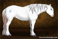 Horse Color:White Spotted Bay Dun Sabino Splash Appaloosa Rabicano