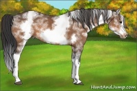 Horse Color:White Spotted Buckskin Sabino Splash Frame Rabicano
