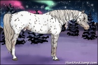 Horse Color:Liver Chestnut Sabino Near Leopard 