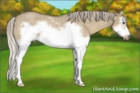 Horse Color:White Spotted Chocolate Palomino Roan Dun Splash Frame Rabicano