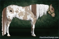 Horse Color:White Spotted Classic Champagne Roan Appaloosa 
