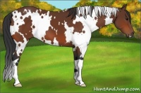 Horse Color:White Spotted Bay 