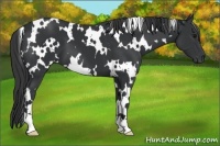 Horse Color:White Spotted Black