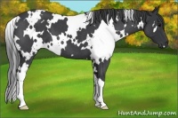 Horse Color:White Spotted Blue Roan 