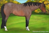 Horse Color:Bay Roan 