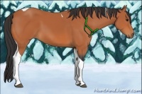 Horse Color:Bay Tobiano