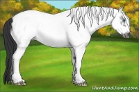 Horse Color:White Spotted Grullo Roan Frame
