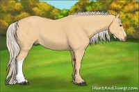 Horse Color:Palomino
