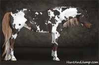 Horse Color:White Spotted Liver Chestnut 