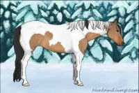 Horse Color:Bay Dun Tobiano