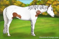 Horse Color:Silver Bay Splash Tobiano 