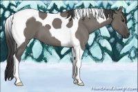Horse Color:Smoky Grullo Roan Tobiano 