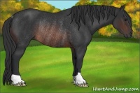 Horse Color:Brown Rabicano