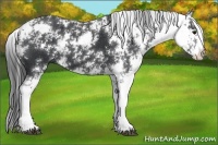 Horse Color:Black Sabino 