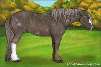 Horse Color:Chocolate Palomino 