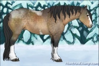 Horse Color:White Spotted Buckskin Sabino Rabicano