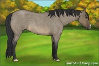 Horse Color:Buckskin Roan Dun 